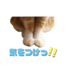 猫のミントさん2（個別スタンプ：14）