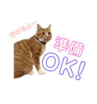 猫のミントさん2（個別スタンプ：15）