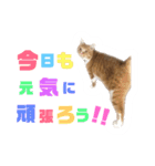 猫のミントさん2（個別スタンプ：16）