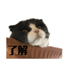 了解するリリー（個別スタンプ：1）