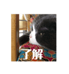 了解するリリー（個別スタンプ：8）