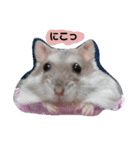 ジャンガリアンハムスターのルル（個別スタンプ：1）