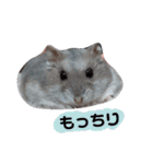 ジャンガリアンハムスターのルル（個別スタンプ：4）