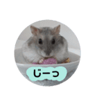 ジャンガリアンハムスターのルル（個別スタンプ：12）