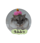 ジャンガリアンハムスターのルル（個別スタンプ：14）