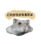 ジャンガリアンハムスターのルル（個別スタンプ：17）