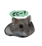ジャンガリアンハムスターのルル（個別スタンプ：22）