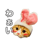 スコティッシュフォールドのぴな（個別スタンプ：19）
