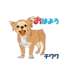 犬種（個別スタンプ：1）