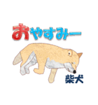 犬種（個別スタンプ：7）