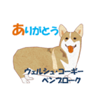 犬種（個別スタンプ：24）