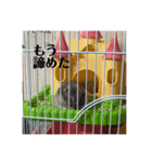 ふぇれはむず2（個別スタンプ：8）