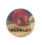 ふぇれはむず2（個別スタンプ：12）