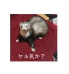 ふぇれはむず2（個別スタンプ：15）