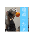 ふぇれはむず2（個別スタンプ：16）