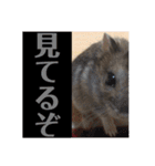 ふぇれはむず2（個別スタンプ：17）