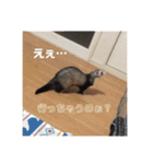 ふぇれはむず2（個別スタンプ：19）
