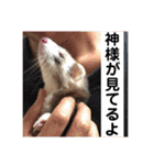 ふぇれはむず2（個別スタンプ：22）