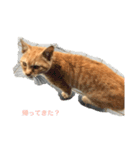 ✩家の猫✩スタンプ（個別スタンプ：2）