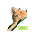 ✩家の猫✩スタンプ（個別スタンプ：4）