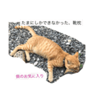 ✩家の猫✩スタンプ（個別スタンプ：7）
