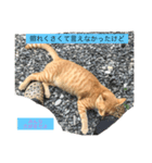 ✩家の猫✩スタンプ（個別スタンプ：8）