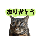 それいけ！まりんちゃん3（個別スタンプ：4）