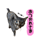 それいけ！まりんちゃん3（個別スタンプ：5）