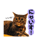 それいけ！まりんちゃん3（個別スタンプ：7）