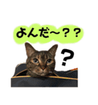 それいけ！まりんちゃん3（個別スタンプ：8）