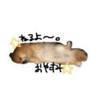 リッキースタンプ①（個別スタンプ：9）