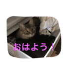 鍼灸マッサージ治療院LifeBuddy イフちゃん（個別スタンプ：5）