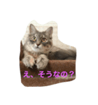 鍼灸マッサージ治療院LifeBuddy イフちゃん（個別スタンプ：13）