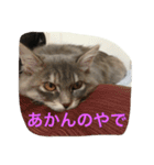 鍼灸マッサージ治療院LifeBuddy イフちゃん（個別スタンプ：15）