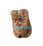 鍼灸マッサージ治療院LifeBuddy イフちゃん（個別スタンプ：20）