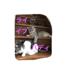 鍼灸マッサージ治療院LifeBuddy イフちゃん（個別スタンプ：23）