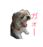 ゆる犬ショコタンs（個別スタンプ：1）