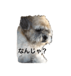 ゆる犬ショコタンs（個別スタンプ：2）