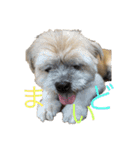 ゆる犬ショコタンs（個別スタンプ：5）