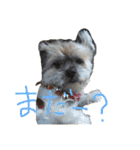 ゆる犬ショコタンs（個別スタンプ：7）