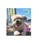 ゆる犬ショコタンs（個別スタンプ：8）