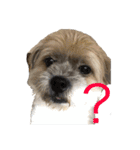 ゆる犬ショコタンs（個別スタンプ：9）
