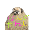 ゆる犬ショコタンs（個別スタンプ：10）