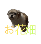 ゆる犬ショコタンs（個別スタンプ：11）