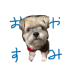ゆる犬ショコタンs（個別スタンプ：13）