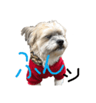 ゆる犬ショコタンs（個別スタンプ：14）