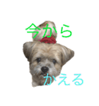 ゆる犬ショコタンs（個別スタンプ：15）