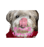 ゆる犬ショコタンs（個別スタンプ：16）