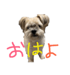 ゆる犬ショコタンs（個別スタンプ：18）