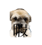 ゆる犬ショコタンs（個別スタンプ：19）